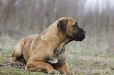 CANE CORSO 760